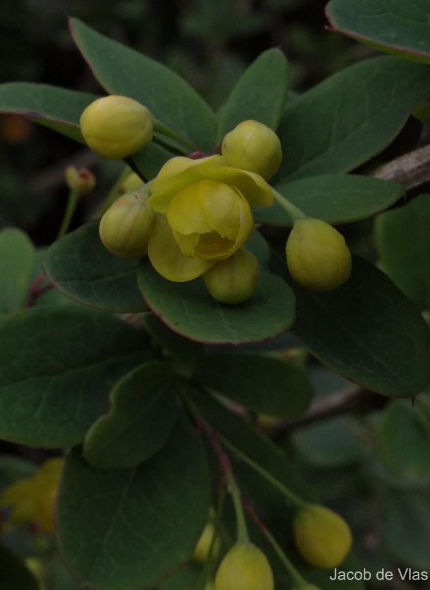 Berberis wightiana C.K.Schneid.